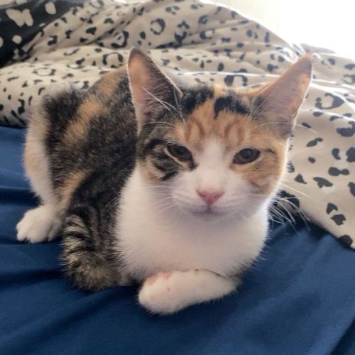 Nibbles - Domestic Medium Hair (DMH) Cat