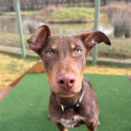 Moose - Kelpie Dog