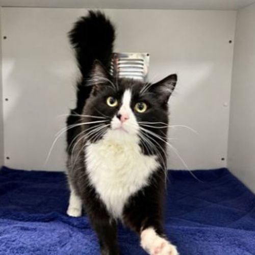 Bug - Domestic Medium Hair Cat