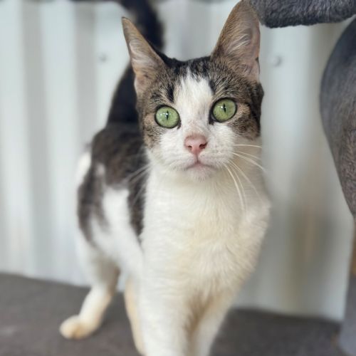 Josette - Domestic Short Hair (DSH) Cat