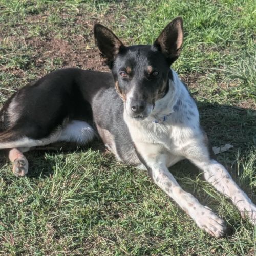 Poppy - Australian Koolie Dog