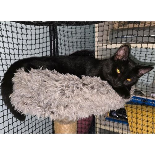 13620 - Shelly - Domestic Short Hair (DSH) Cat