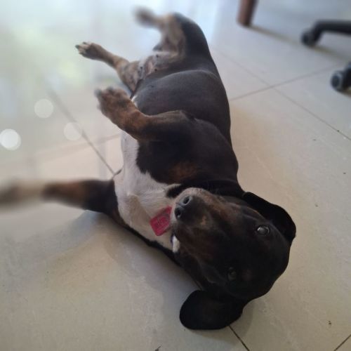 Dee Dee  - Dachshund (Smooth Haired) x Bull Terrier Dog