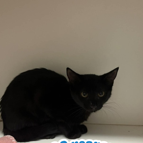 Iggle Piggle - Dsh Cat