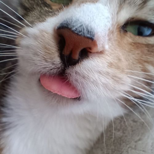Venezia - Domestic Short Hair (DSH) Cat