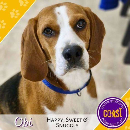 Obi - Beagle Dog