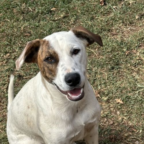 Thunder *$350 Adoption Fee*  - Bull Arab x Australian Cattle Dog