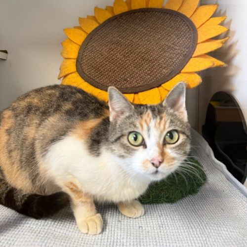Asterid - Domestic Short Hair (DSH) Cat