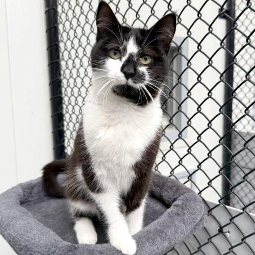 Ribbit 🐸 - Domestic Short Hair (DSH) Cat