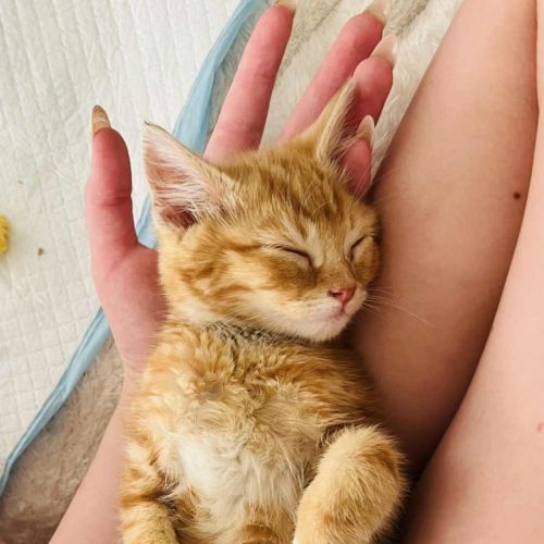 Pretzel - Domestic Short Hair (DSH) Cat