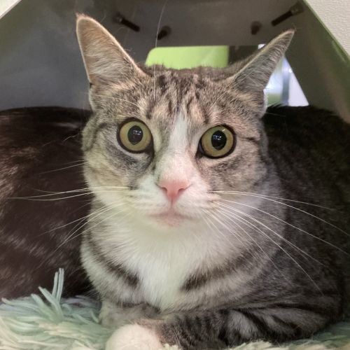Baguette (bonded to Toast)  - Domestic Short Hair Cat