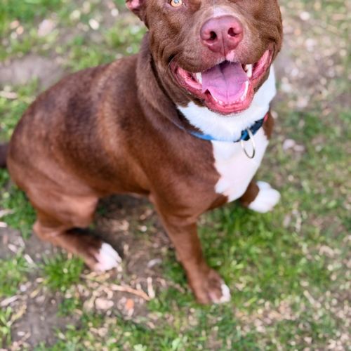 Zeus - Staffordshire Bull Terrier Dog