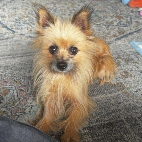 Jinx Everhart - Cairn Terrier Dog