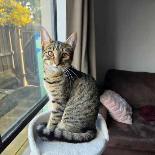Lilo - Domestic Short Hair (DSH) Cat