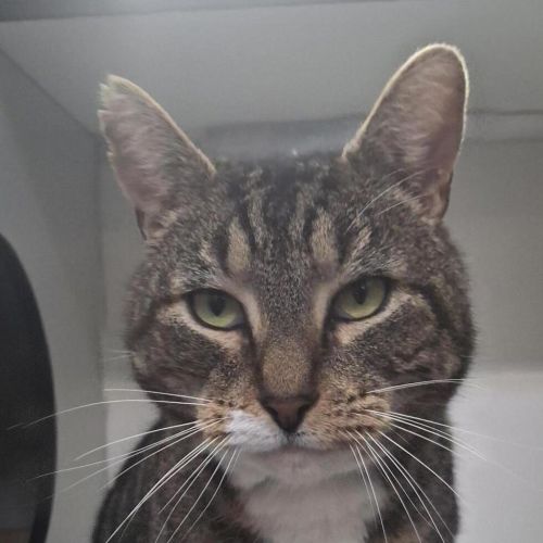 Hobbs - Domestic Short Hair Cat