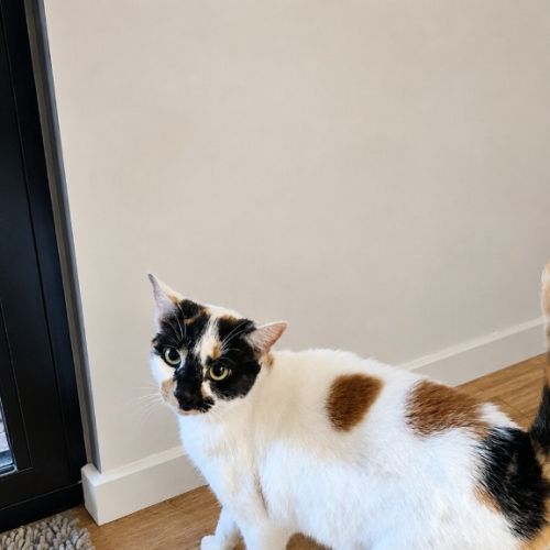 Bumblebee 🐝 - Domestic Short Hair (DSH) Cat