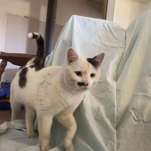 Harvey Kitler - Domestic Short Hair (DSH) Cat