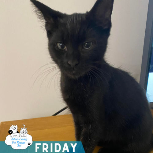 Friday - Domestic Short Hair (DSH) Cat