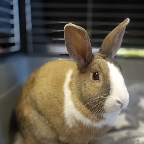 Juniper - Rabbit   Domestic Rabbit