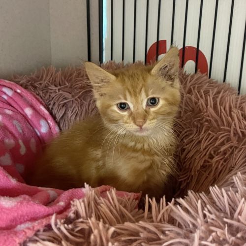 Flynn - Domestic Short Hair Cat