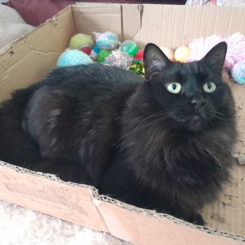 Little Toasty - Domestic Medium Hair (DMH) Cat