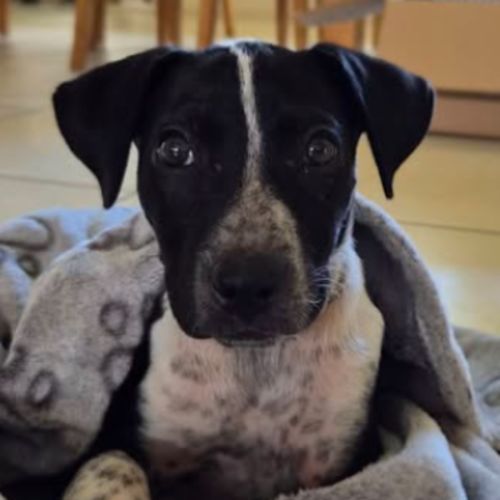 Gracie - Australian Cattle Dog