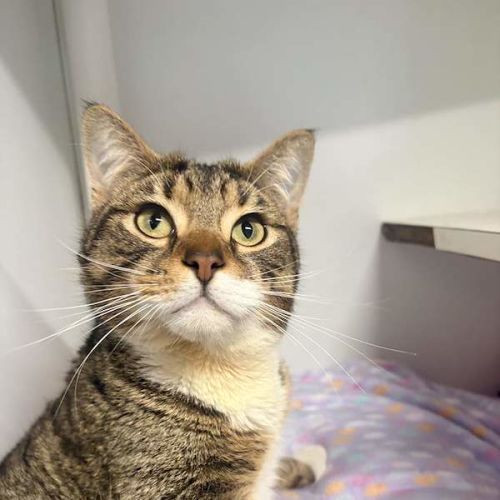 Mufasa - Domestic Short Hair (DSH) Cat