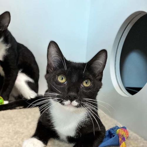 Mikey - Domestic Short Hair (DSH) Cat