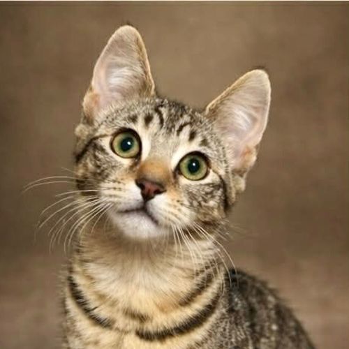 Tobias Torrens - Domestic Short Hair (DSH) Cat