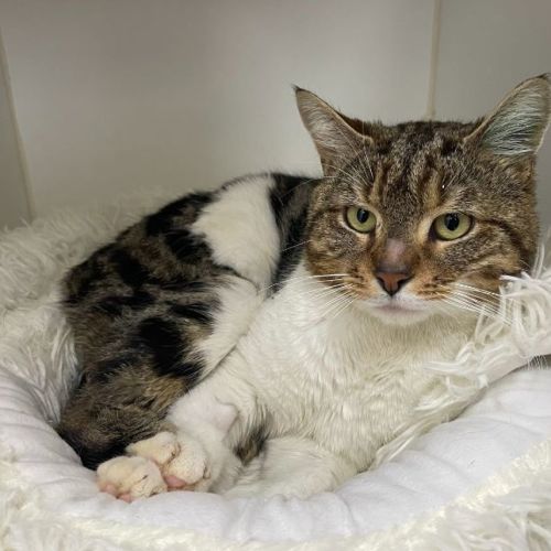 Phoenix - Domestic Short Hair Cat