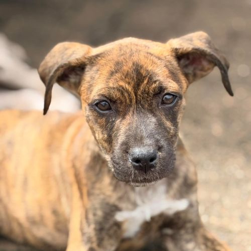 Colklin - Catahoula Leopard Dog
