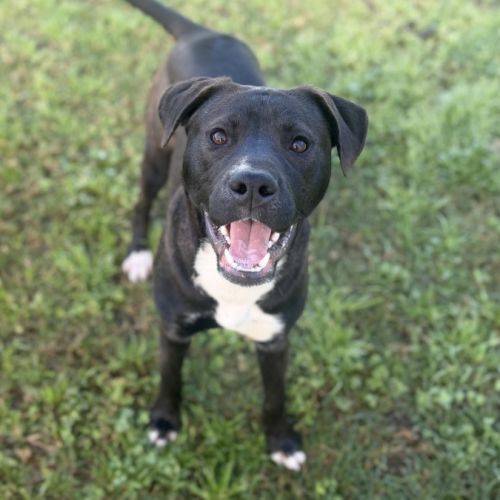 Seasmoke imp 1450 - American Staffordshire Terrier Dog