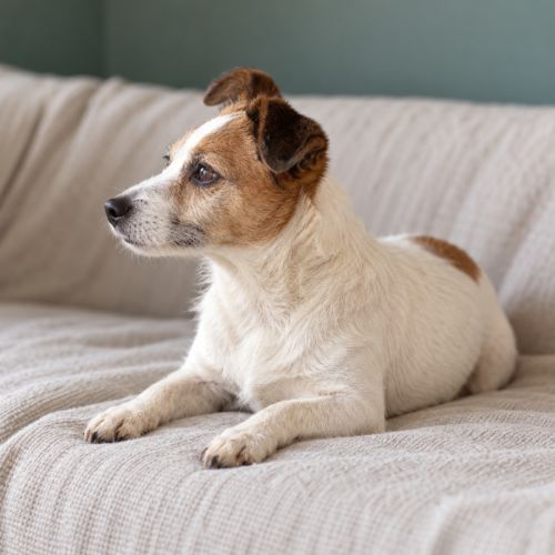 Holly - Jack Russell Terrier Dog
