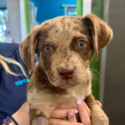 Chip - Australian Koolie Dog