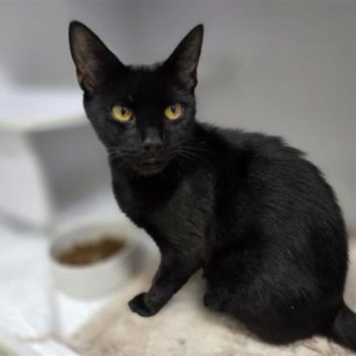 Cara - Domestic Short Hair Cat