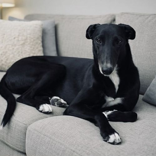 Teddy - Greyhound Dog