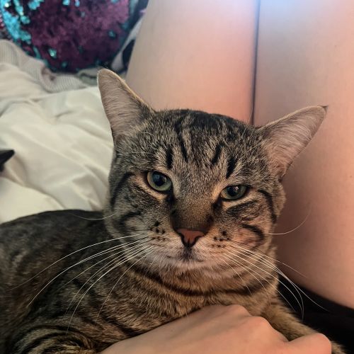 Moonface - Domestic Short Hair (DSH) Cat