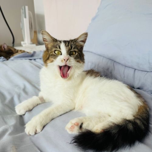 💎 Cher 💎 - Domestic Medium Hair (DMH) Cat