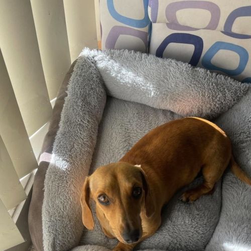 Roxy - Dachshund Dog