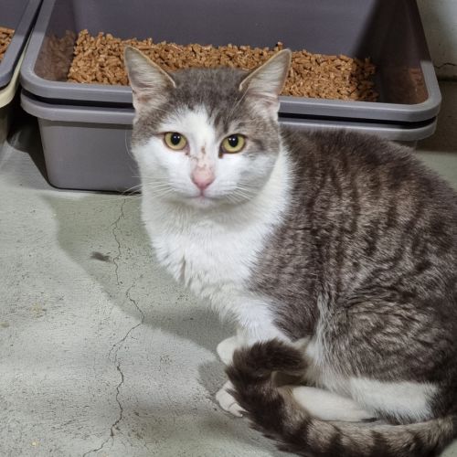 Clive - Domestic Short Hair (DSH) Cat