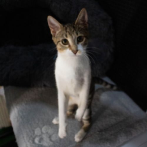 Peaches - Domestic Short Hair (DSH) Cat