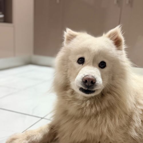 Luna - Samoyed Dog