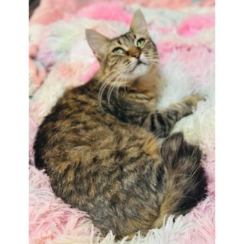 12664 - Tootsie - Domestic Medium Hair (DMH) Cat