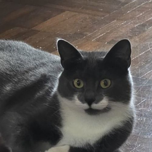 Cha Cha - Domestic Short Hair (DSH) Cat