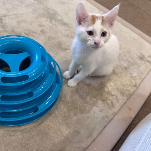Adele - Domestic Short Hair (DSH) Cat