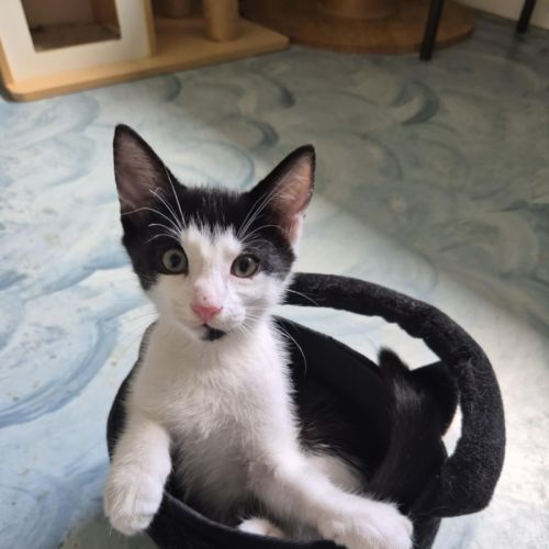 Sunny - Domestic Short Hair (DSH) Cat