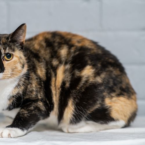 Bonnie - Domestic Short Hair Cat