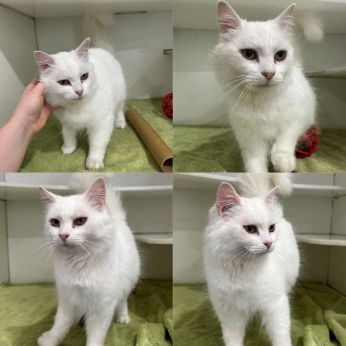 Mishka - Domestic Medium Hair (DMH) Cat