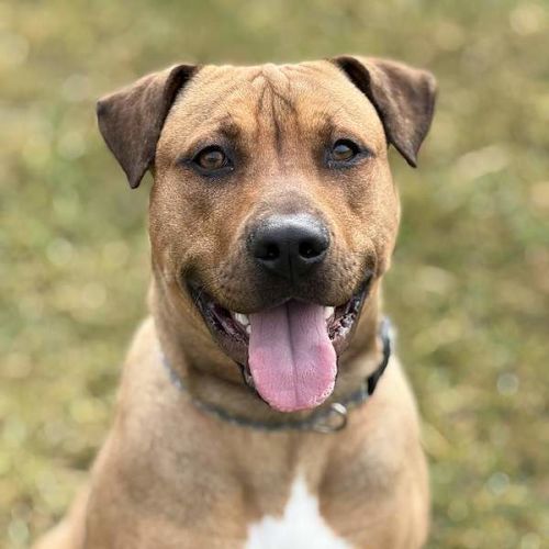 Stone - Rhodesian Ridgeback Dog