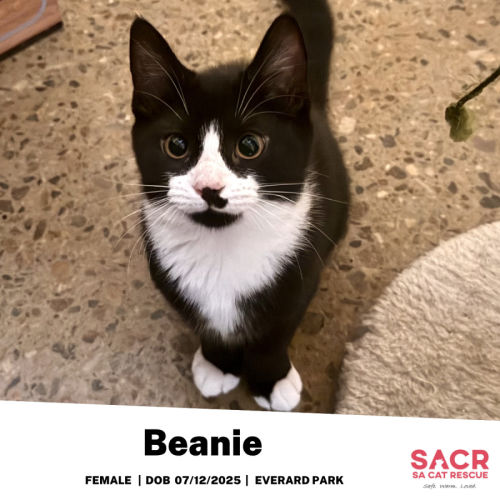Beanie - Domestic Short Hair (DSH) Cat